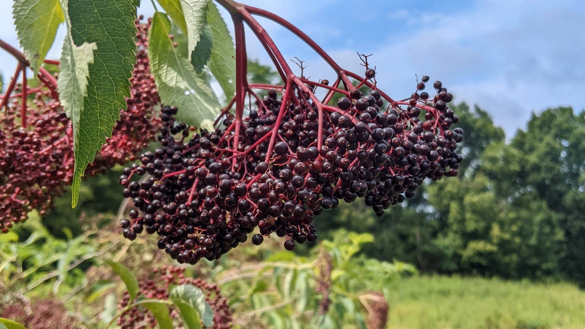 Elderberry harvest has begun