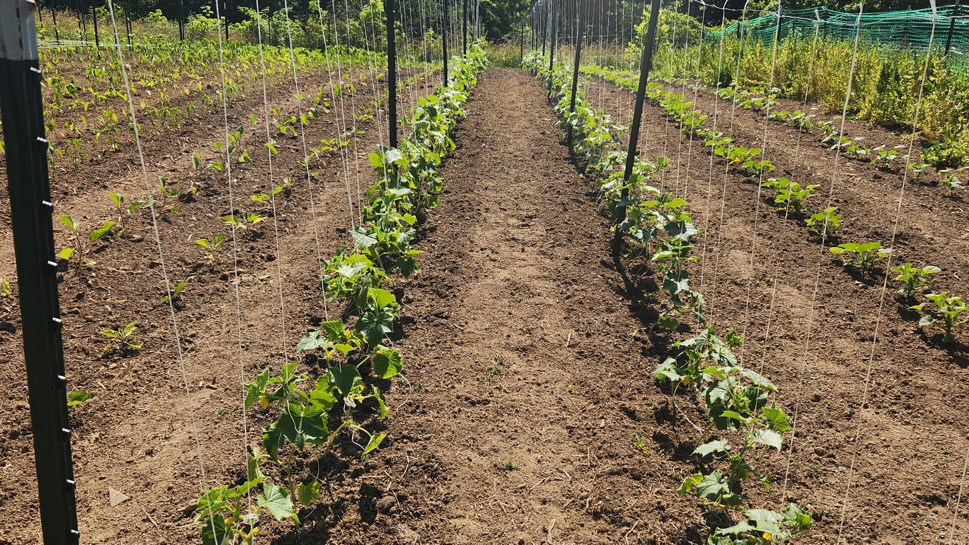 cucumbers growing up a trellis