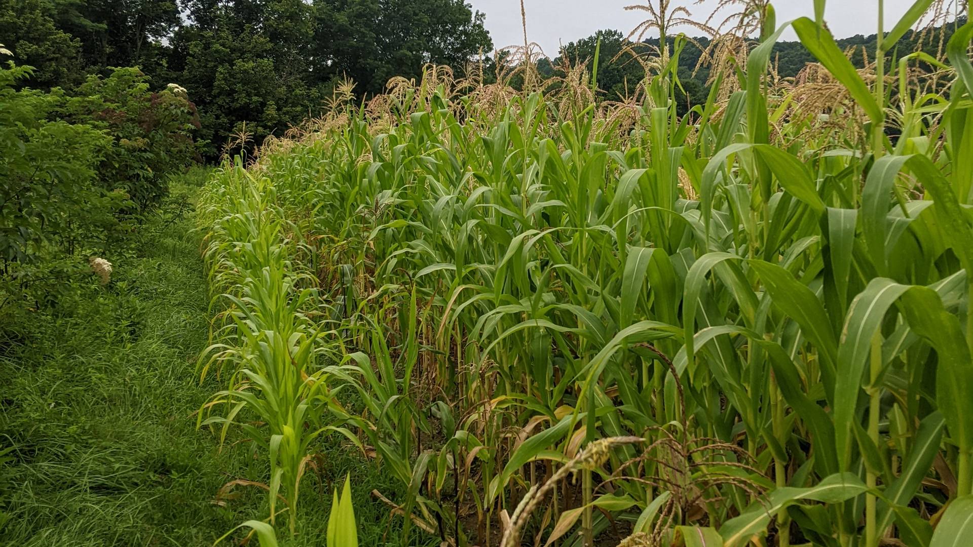 Ohio Blue Corn