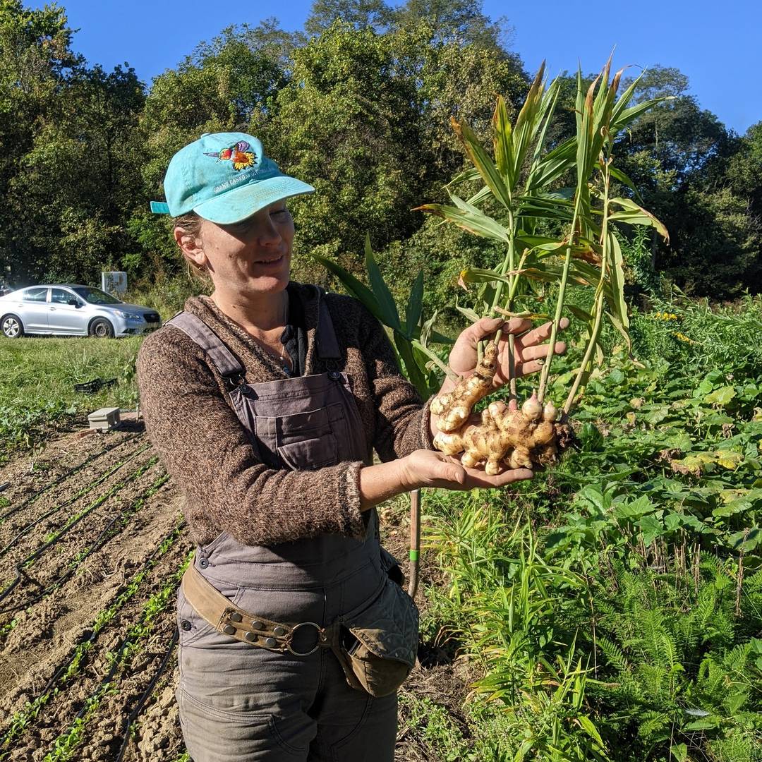 Giant ginger, purple corn, fairytale pumpkins, installing a bird nesting box, sunset over garlic and elderflowers, summer crops betweens young pawpaw trees