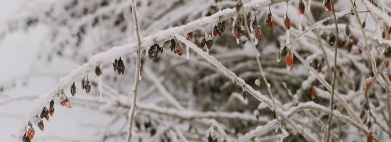 Frozen berries on snow-covered branches in winter