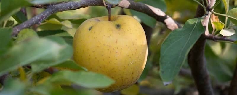 A single yellow apple hangs on a branch.