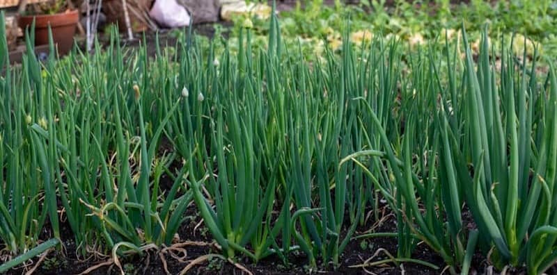 Rows of green onions growing in a garden