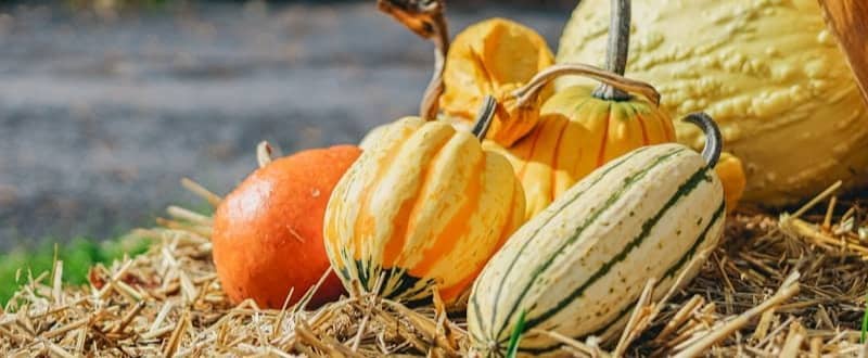 Assortment of pumpkins and gourds on hay