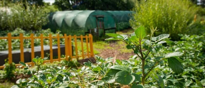 Greenhouses and garden beds in a sunny field.