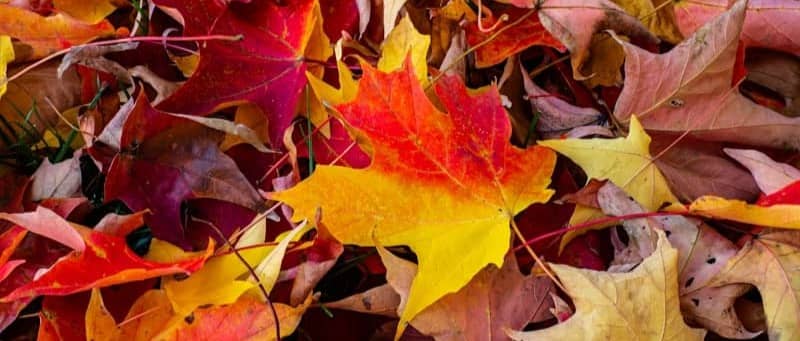 Colorful autumn leaves scattered on the ground.