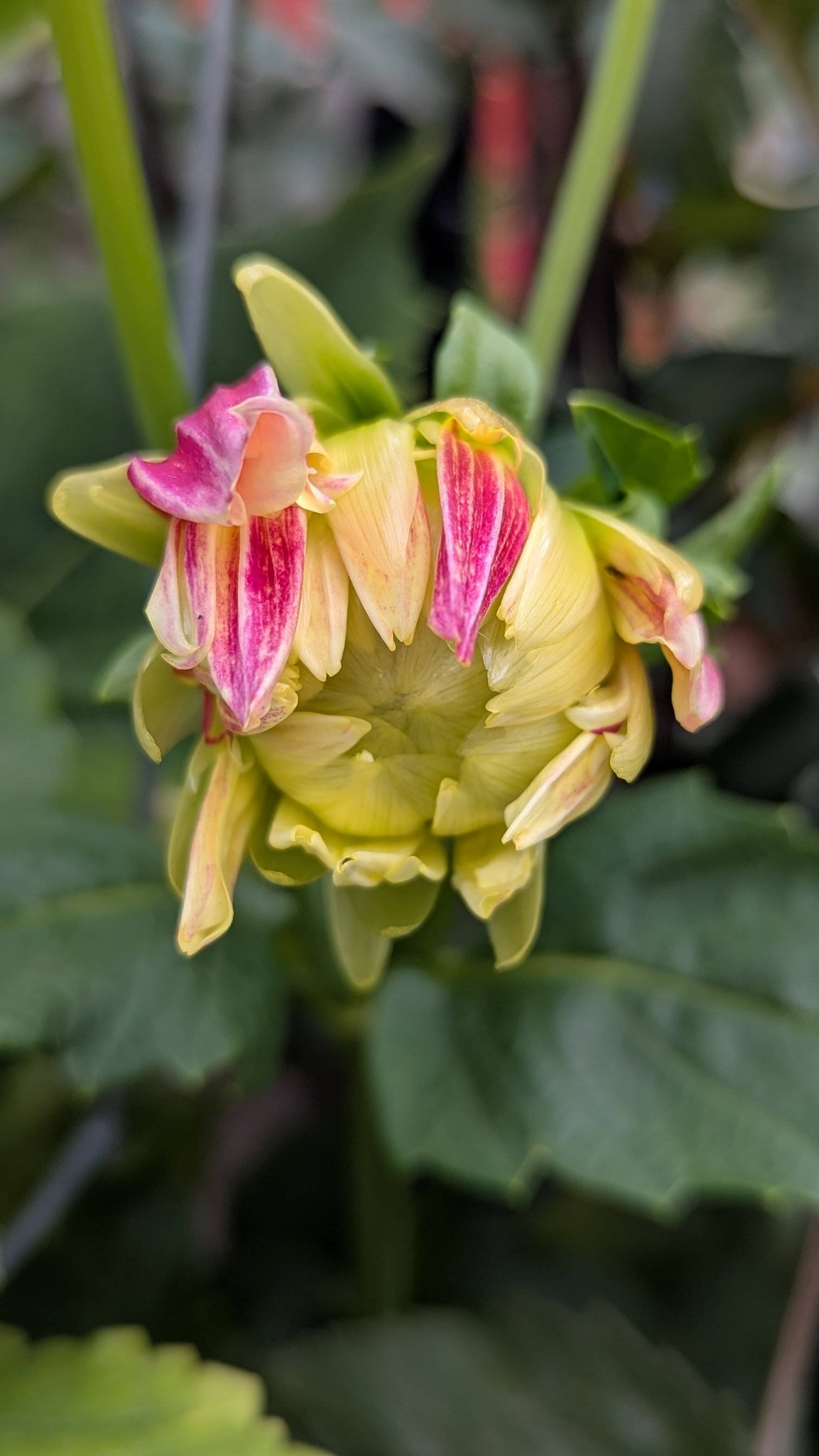 A yellow-green dahlia bud with bright pink petals just beginning to open