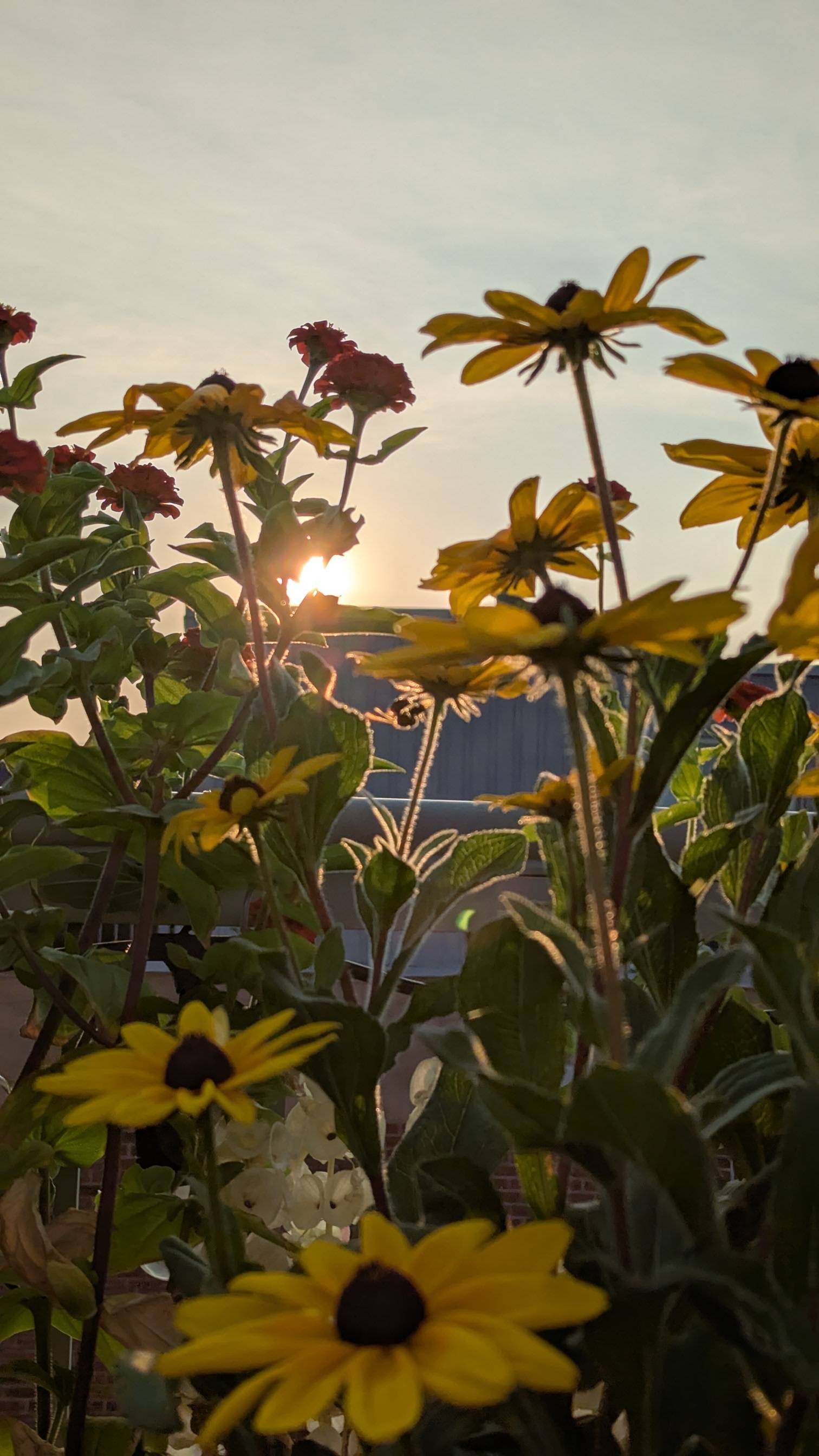 Early morning golden sunrise backlights a patch of yellow rudbeckia flowers.
