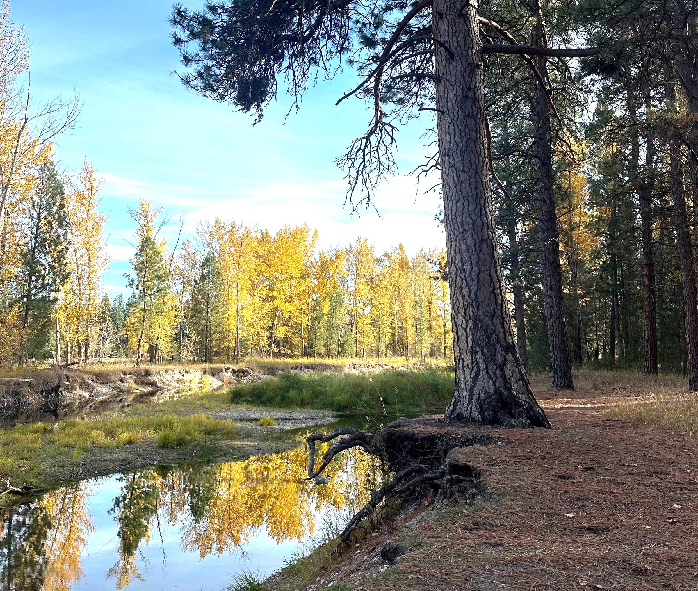 Tree and river in Montana