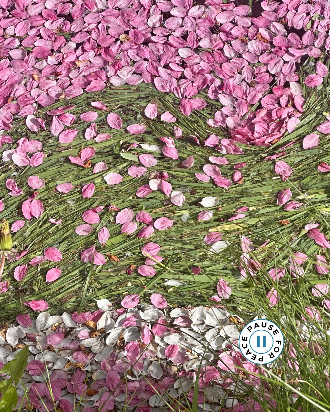Pink petals and cut grass make a mosaic on the water