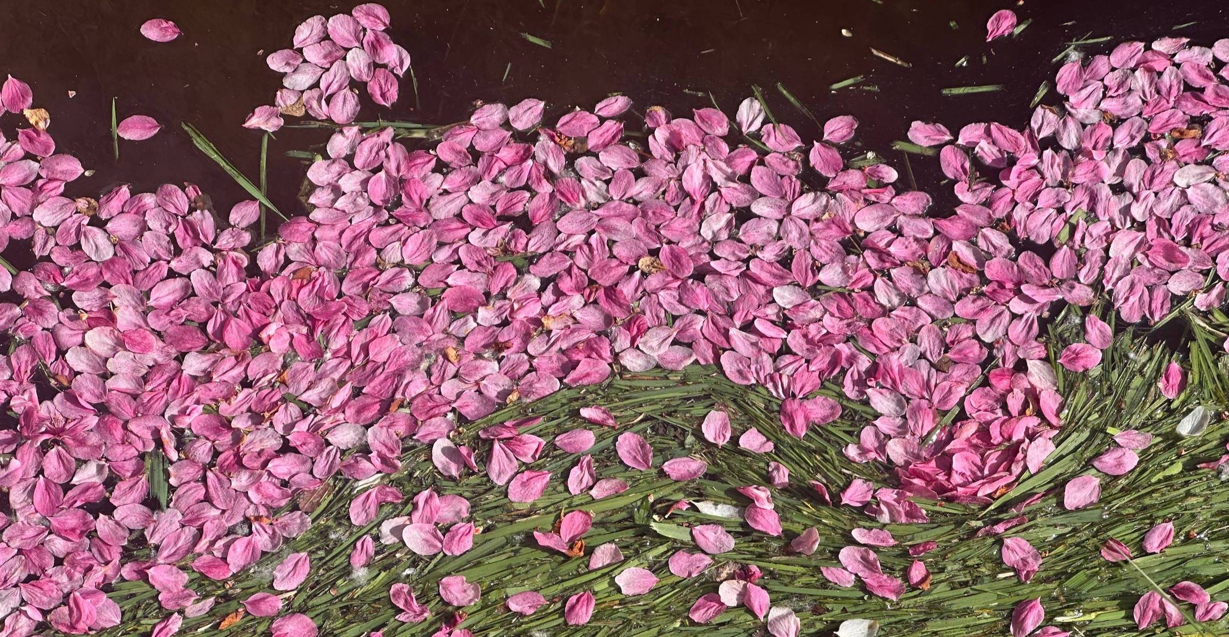 Flower petals and cut grass on water