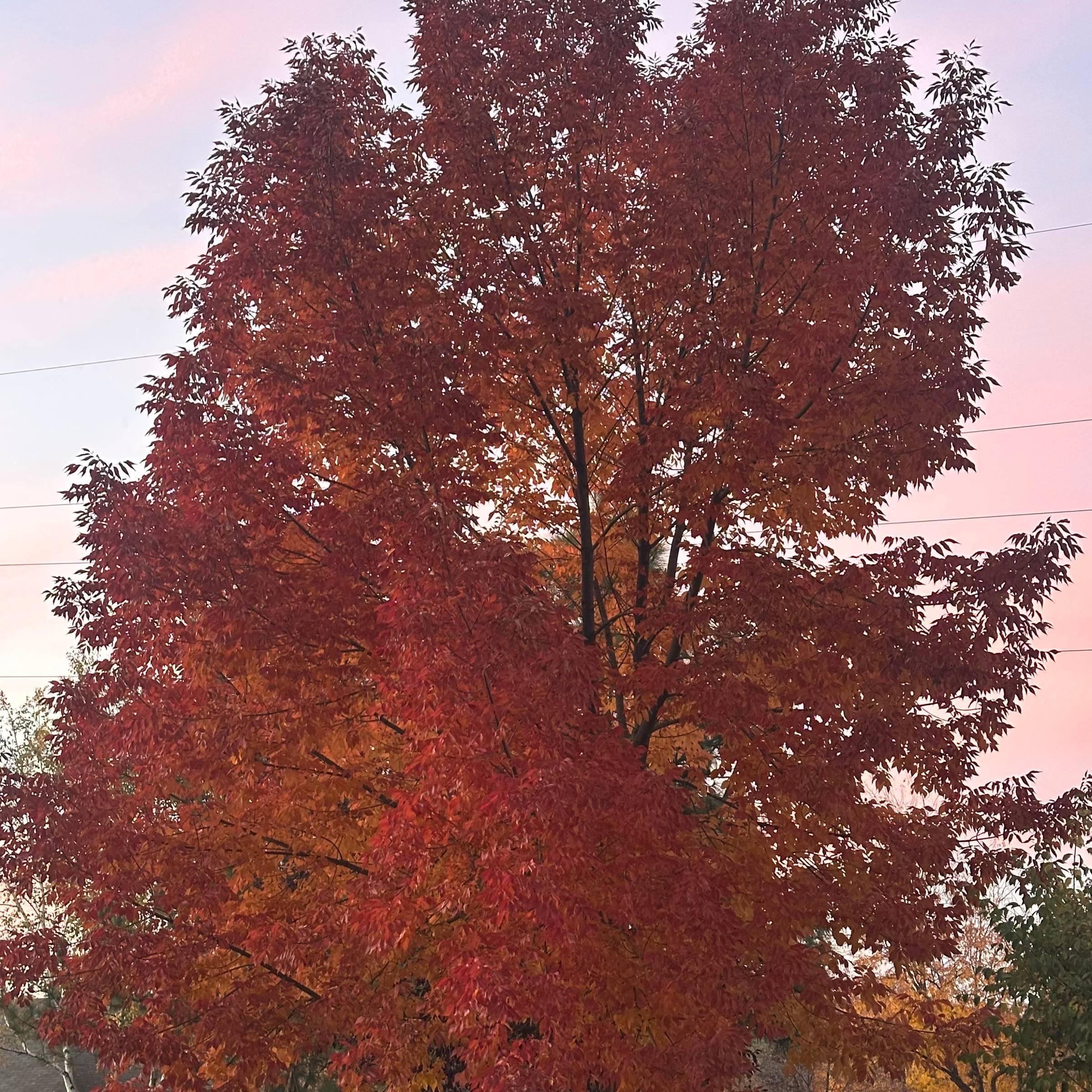 A maple tree with red leaves at sunset