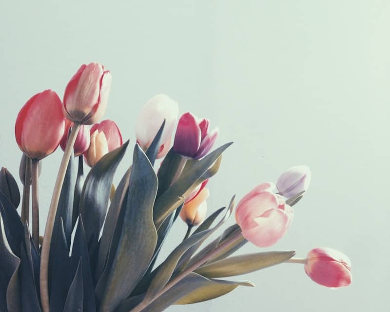 colourful tulips