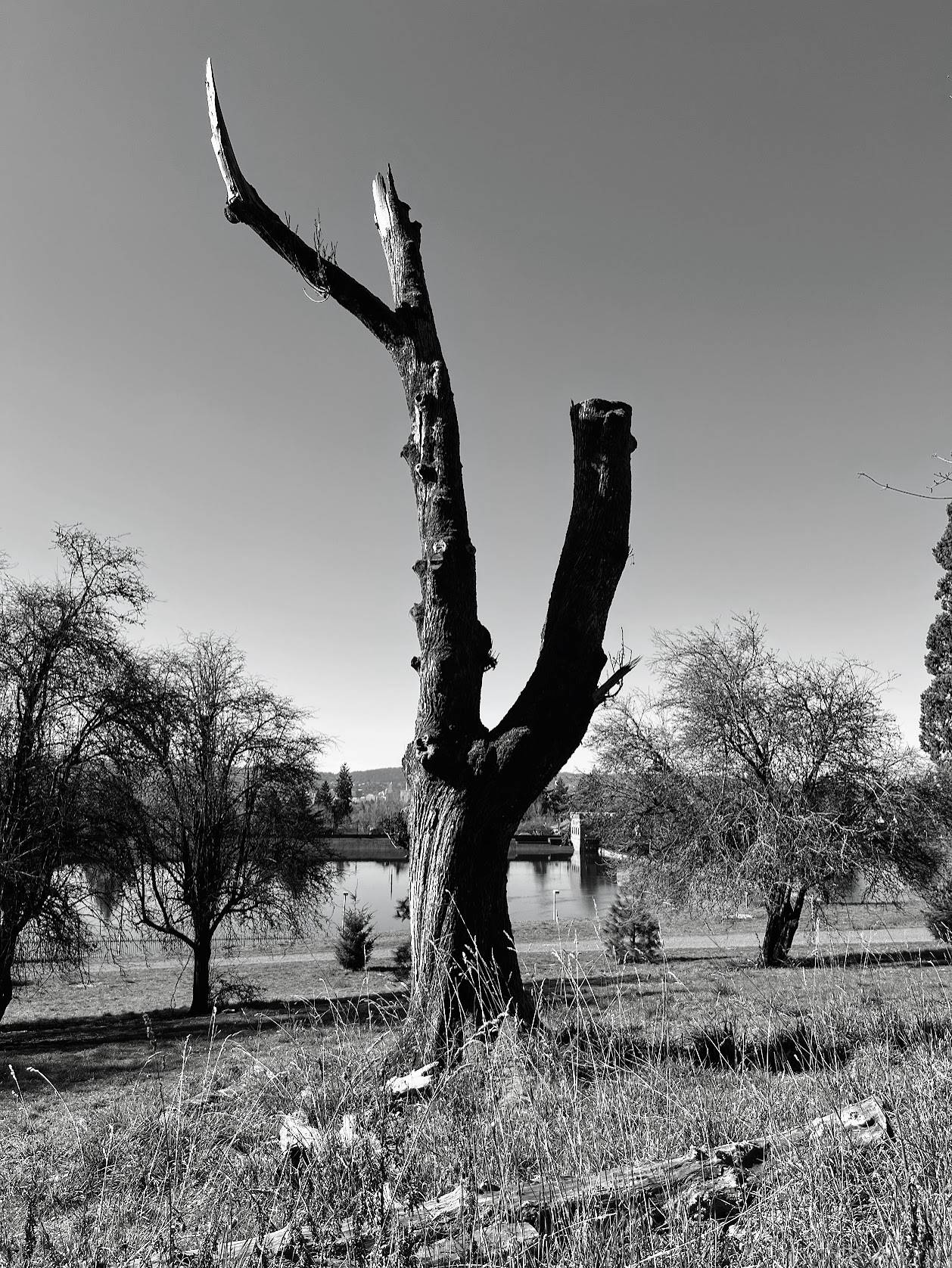A black and white image of a large dead tree that still stands. The tree is in a small clearing with trees and a large reservoir in the background.