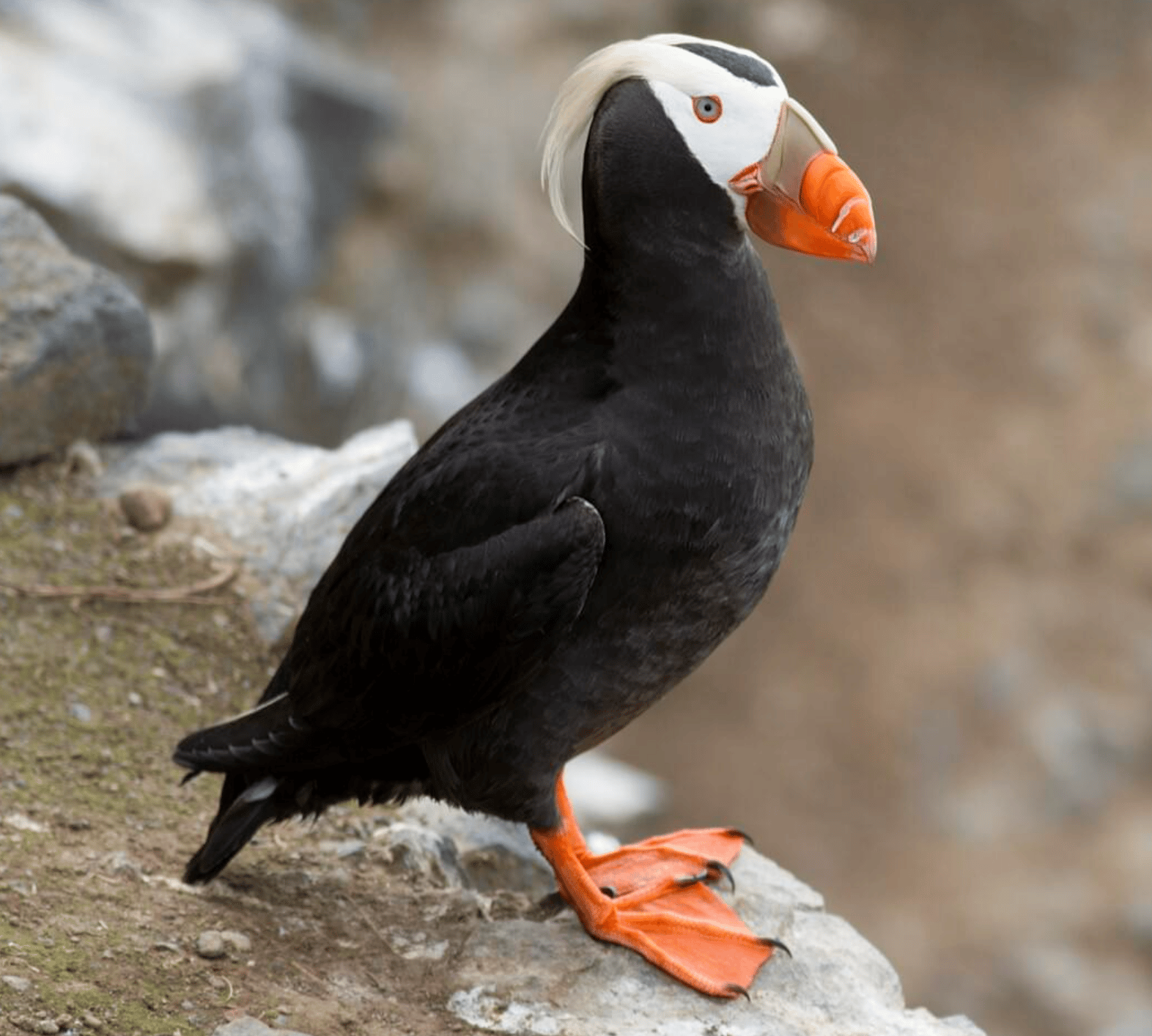 A tufted puffin standing on a rock