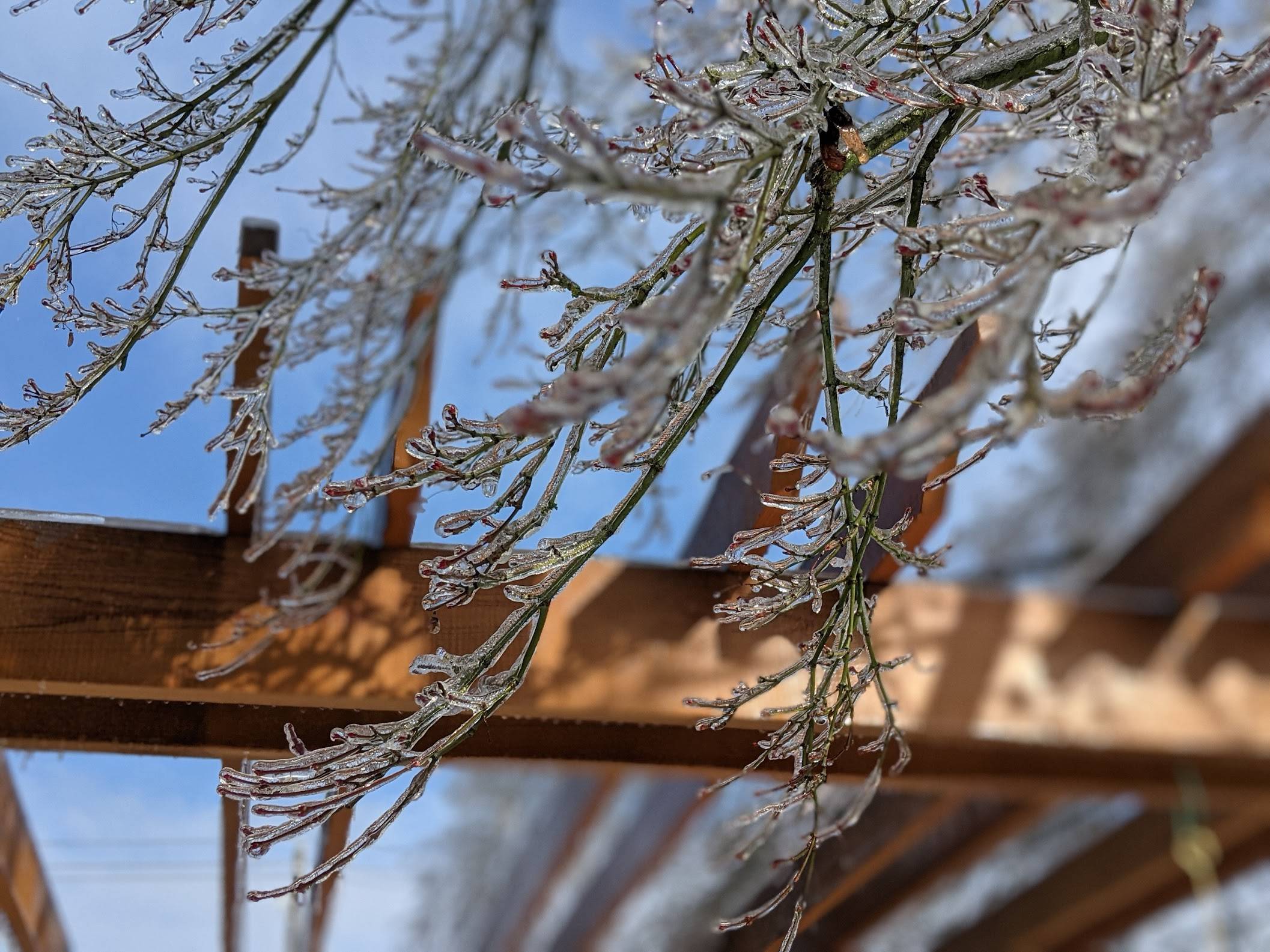 The small branches of a maple tree are covered with a thin layer of ice and in the background there's a trellis and blue sky.