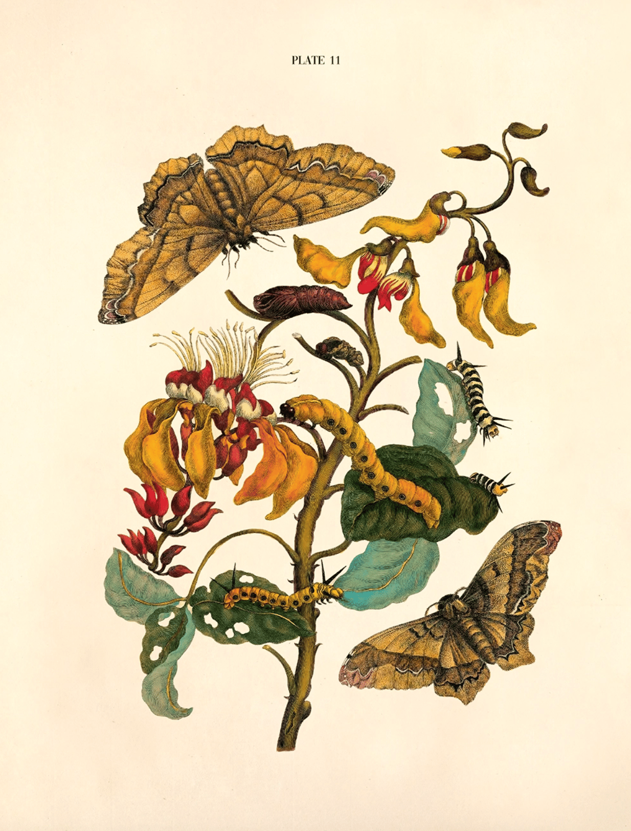 An illustration of a months and caterpillars on dying flowers that look similar to lilies.