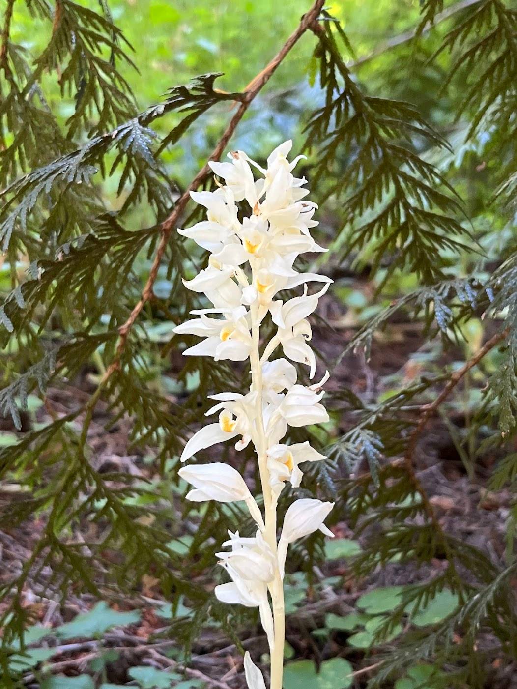 A picture of a Phantom Orchid.