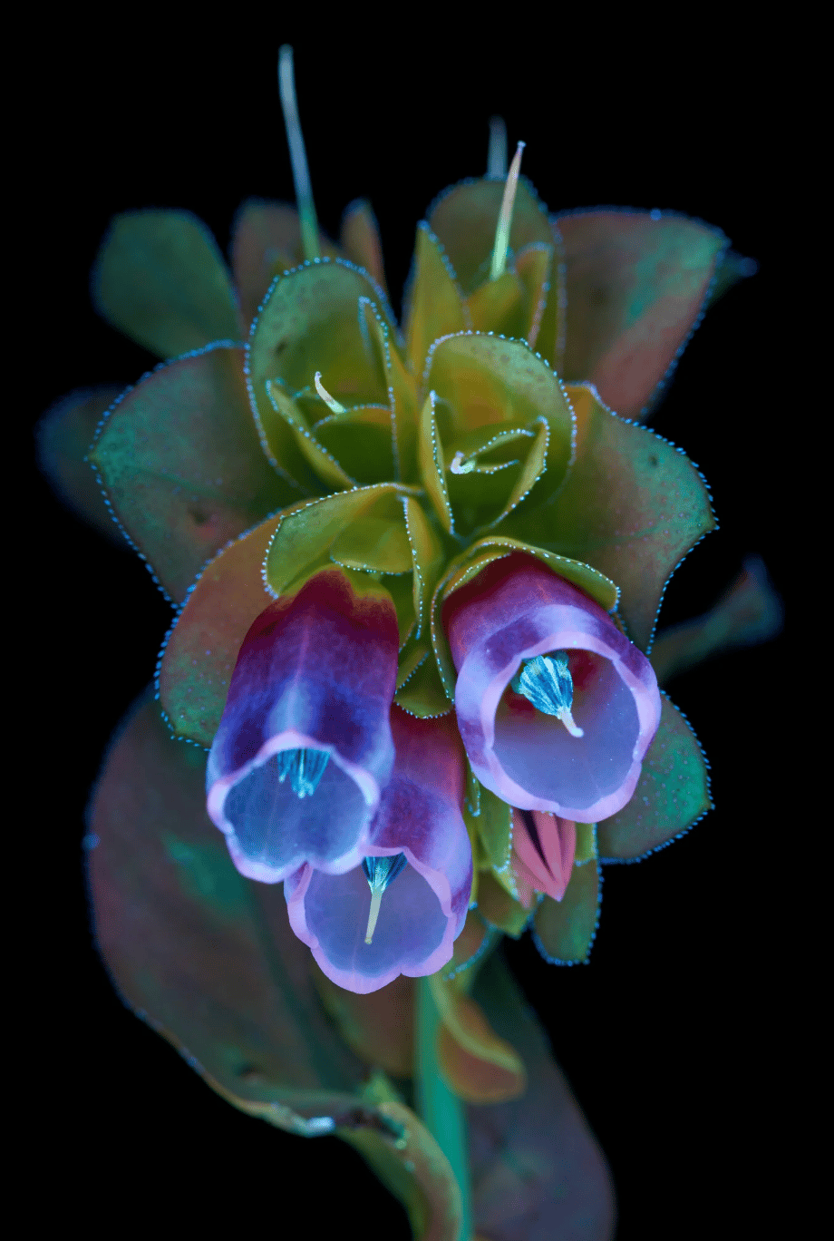 An image of a flower that's reflecting ultraviolet light. The flower image was taken by Craig Burrows, in his book "What the Bees See"