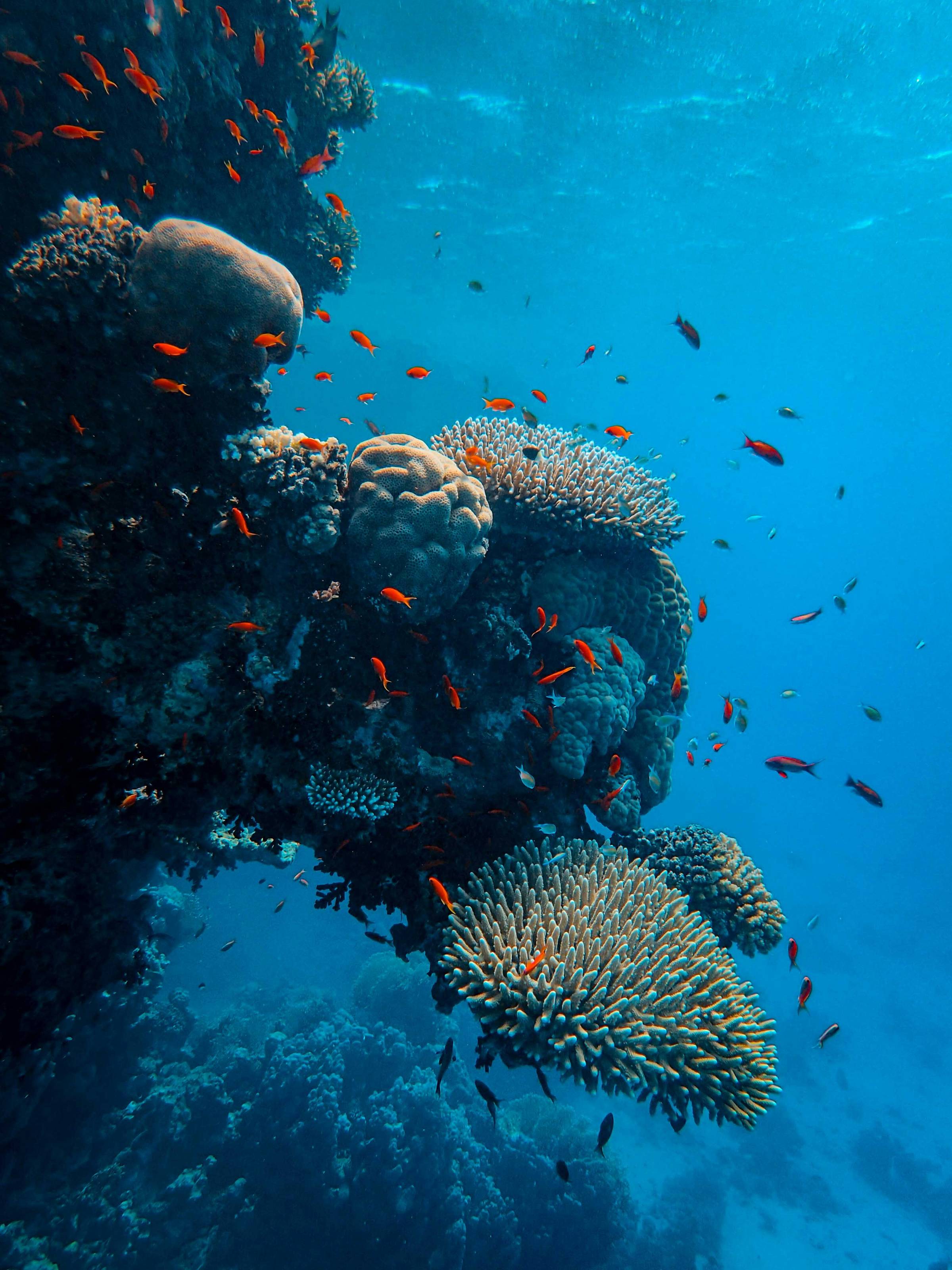 Orange and black fish swimming in a coral reef in bright blue water. Photo by Francesco Ungaro on Unsplash. 