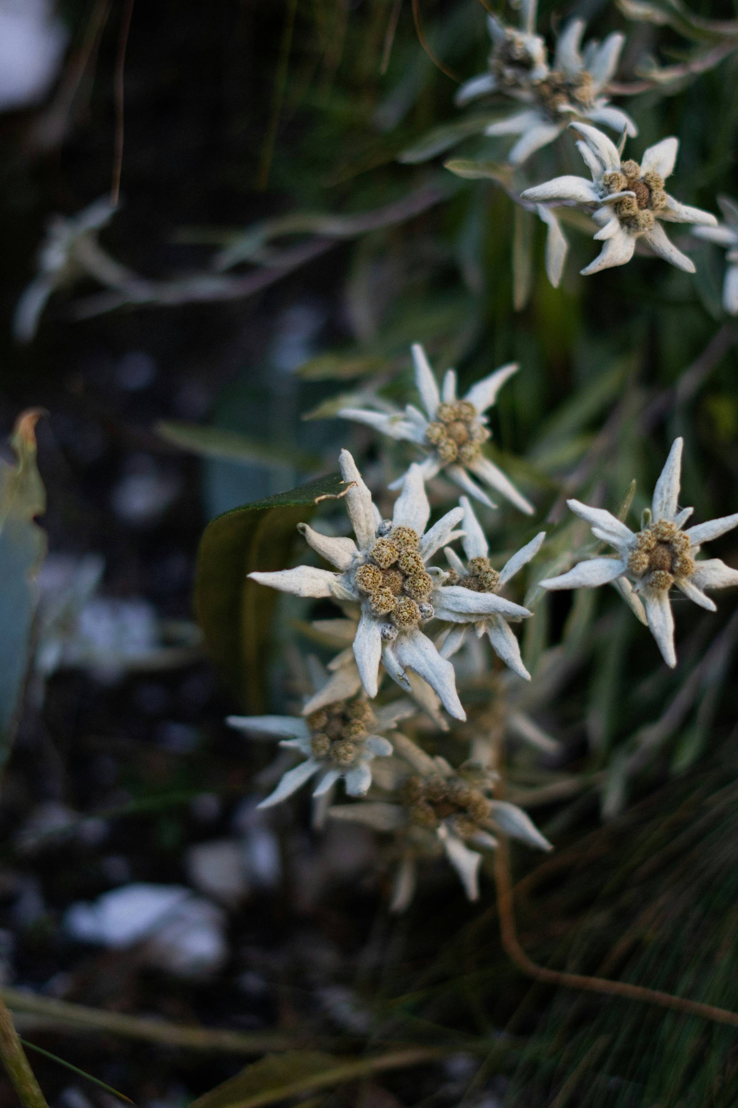 A picture of the Edelweiss flower. Photo by Eliott Goutard on Unsplash
