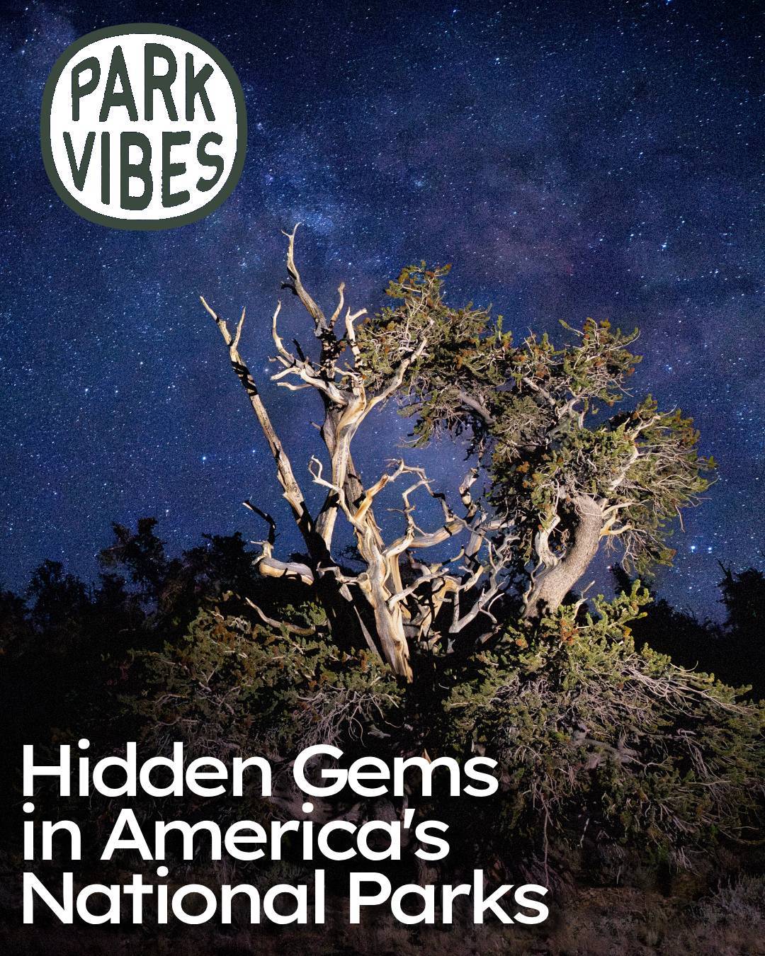 A clear stream flows through a forest with mountains beyond.