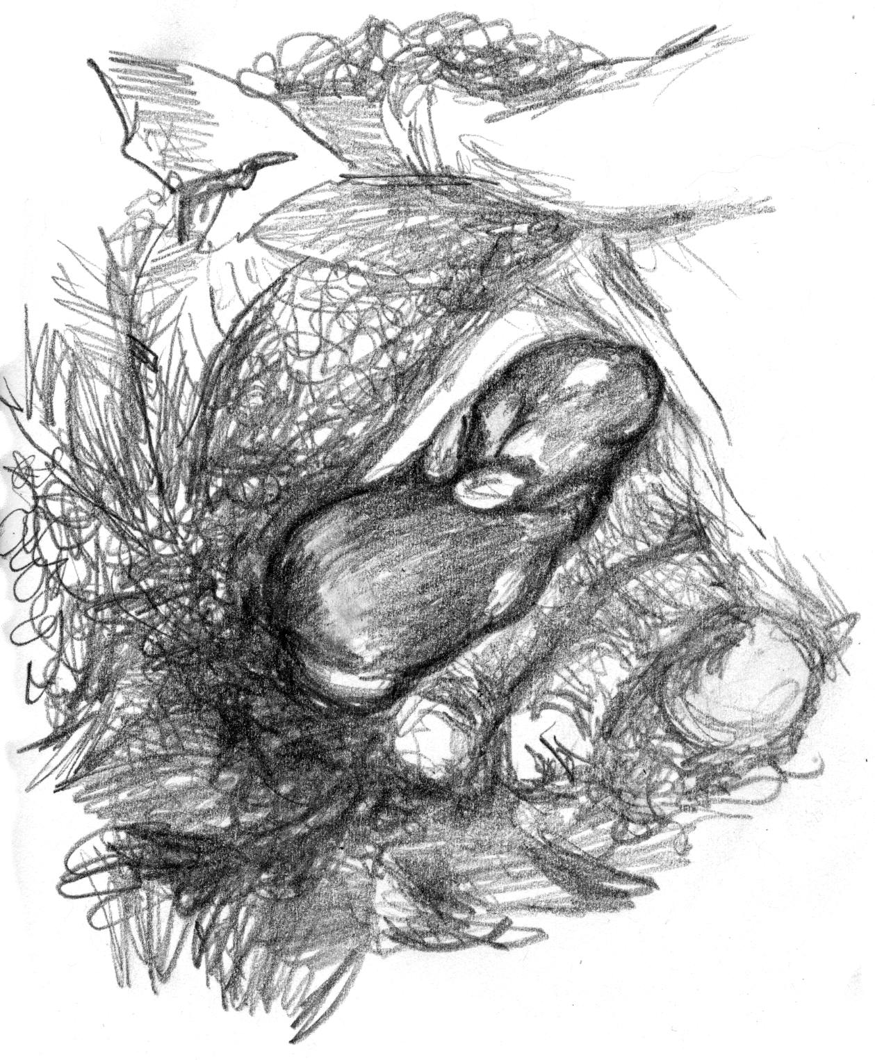drawing of a baby cottontail, in a gloved hand, going into its nest.