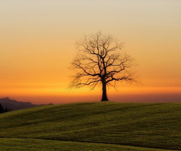 bare tree during sunset