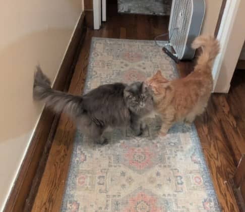 a fluffy orange cat pressing his face into the neck of a fluffy gray cat