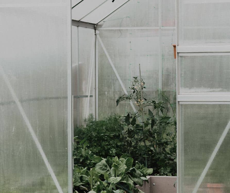 Greenhouse doors opened to reveal vegetable plants growing inside.