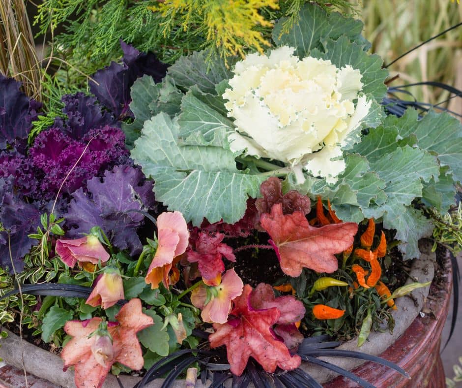 A fall themed garden container planted with a mixed of cabbage and ornamental plant fillers.