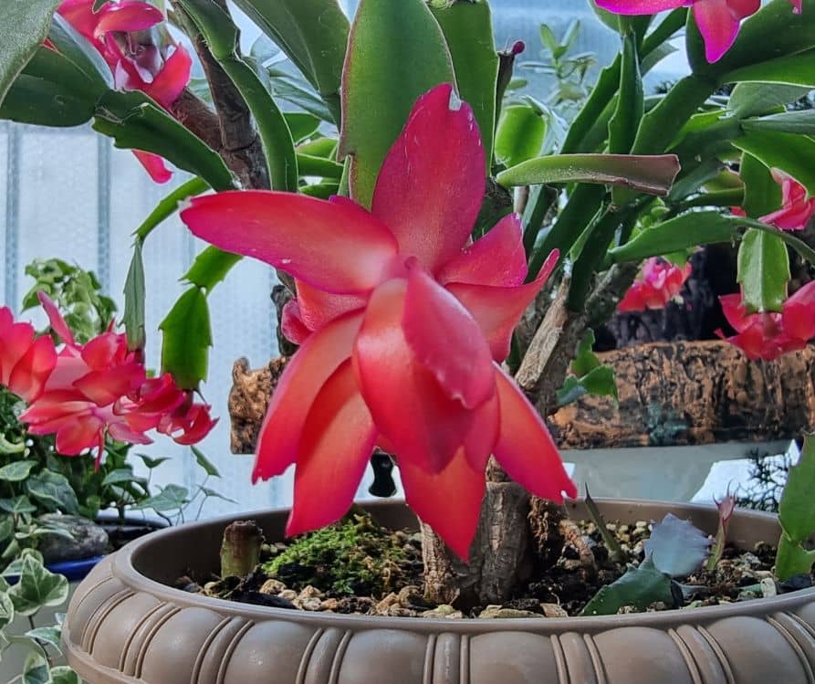An older well established mature Christmas Cactus growing in pot next to other houseplants.