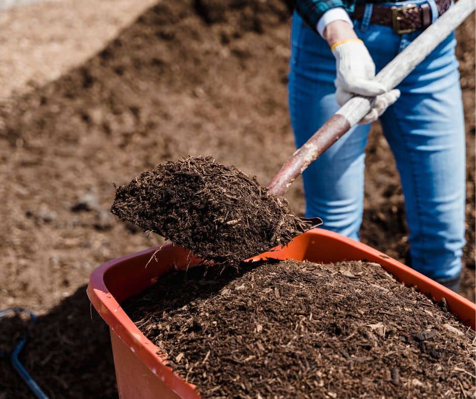 A gardener shoveling compost into a red wheelbarrow. 