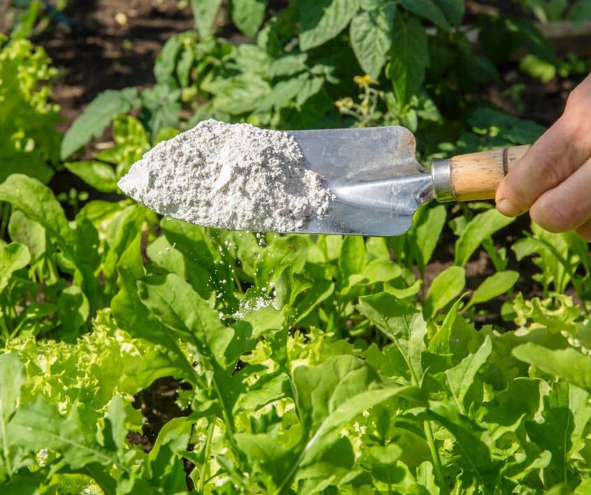 Gardener sprinkle Diatomaceous earth powder for non-toxic organic insect repellent on salad in vegetable garden, dehydrating insects.