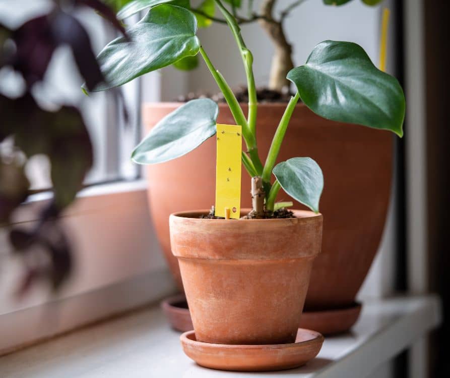 A green houseplants growing in a terra cotta pot with a yellow sticky trap in the soil.