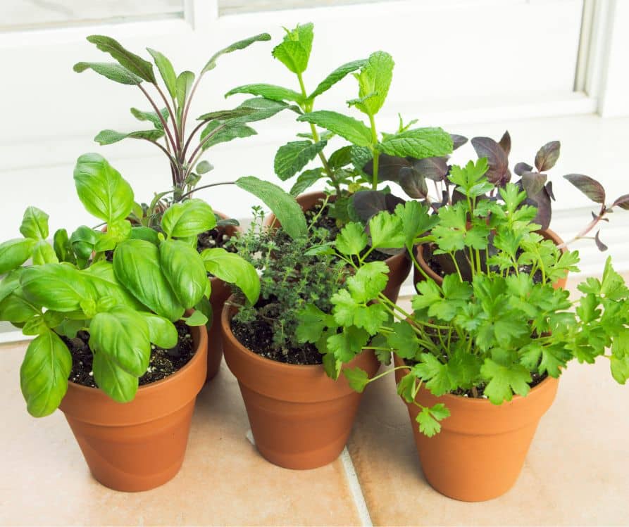 fresh basil, thyme, parsley, sage, and mint plants in small terracotta pots.