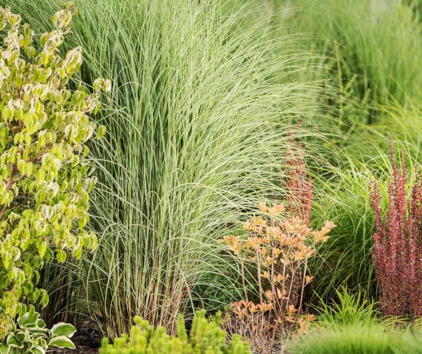 Backyard landscaping featuring ornamental grasses.