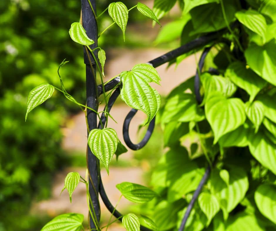 A green vine growing up a black metal trellis.