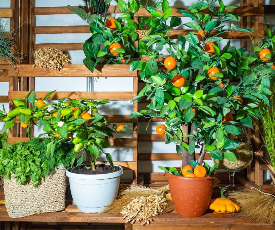 A potted citrus tree, a pepper plant, and a container of mixed herbs on a table.