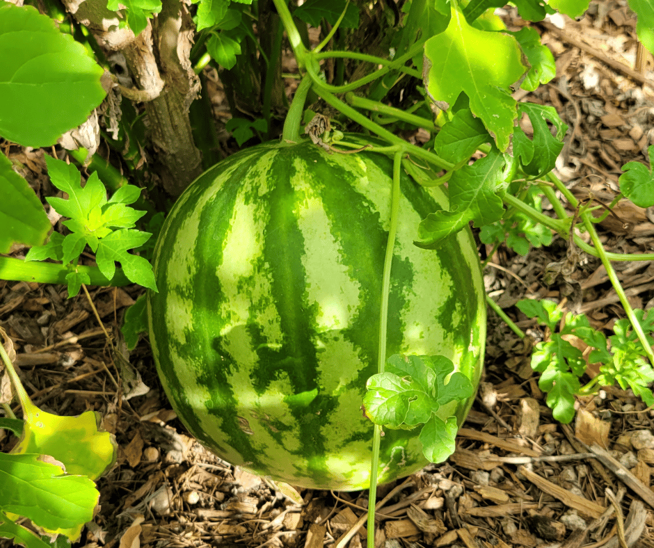 Small green watermelon growing on the vine in a backyard garden.