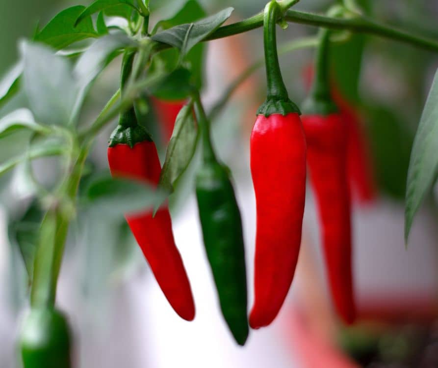 Hot chili peppers growing in a pot on window sill of balcony. Bunch of ripe and unripe pods.
