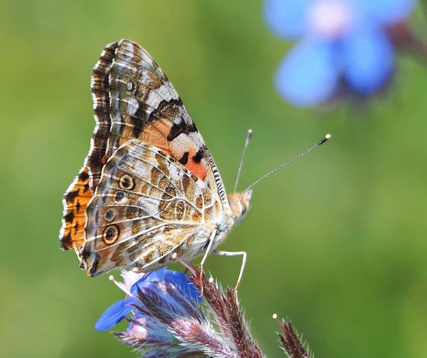 Butterfly on purple borage flower.