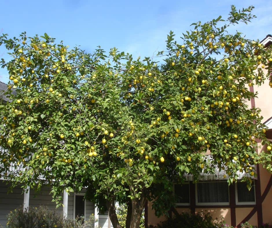 A large lemon tree shading the windows of a home.