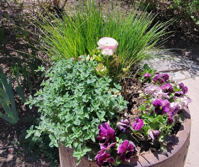 A mix of purple flowers and green herbs growing in a large.
