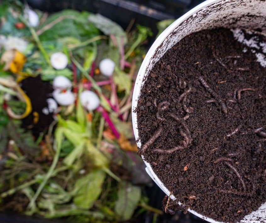 Earthworm in a white bucket about to be added to a compost bin.