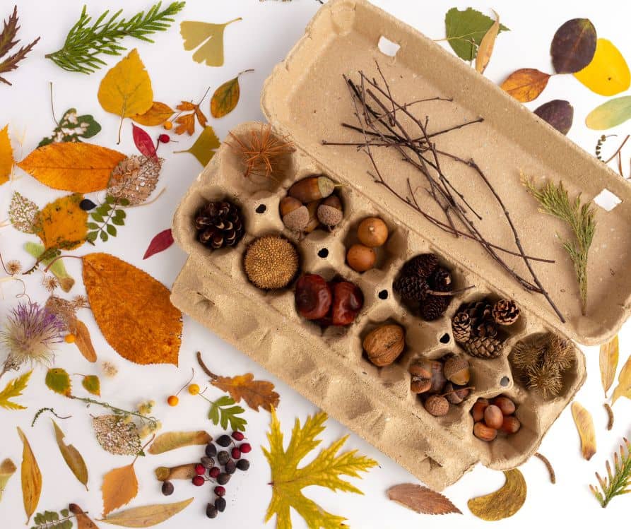 A collection of natural crafting materials including pressed fall leaves, pinecones, and acorns.
