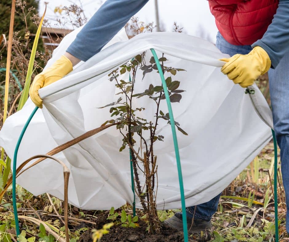 A gardener protecting rose bushes with frost cloth.