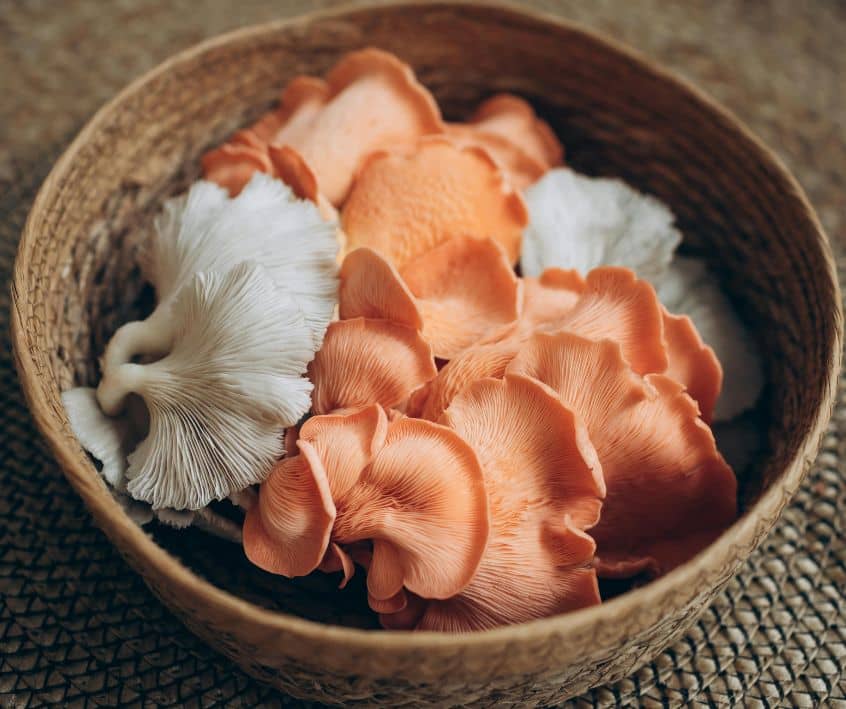 Fresh pink and white oyster mushrooms in a basket.