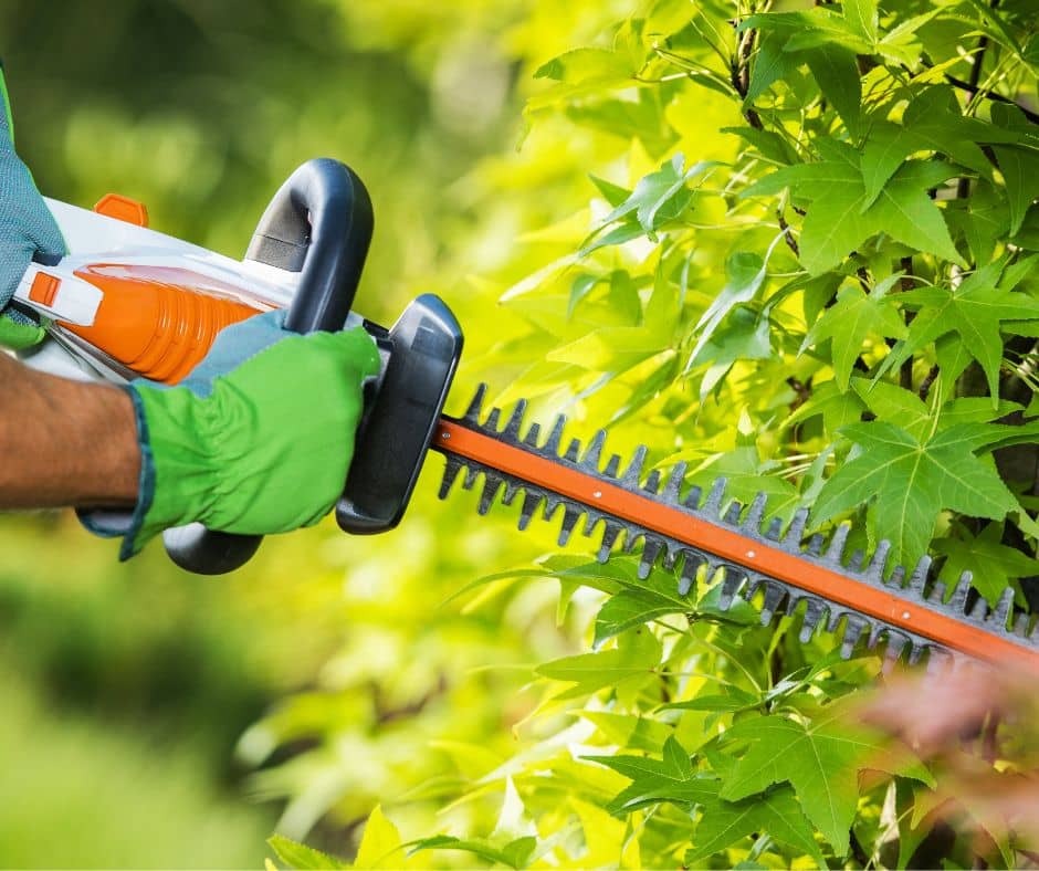 A gardener trimming shrubbery with a hedge trimmer.