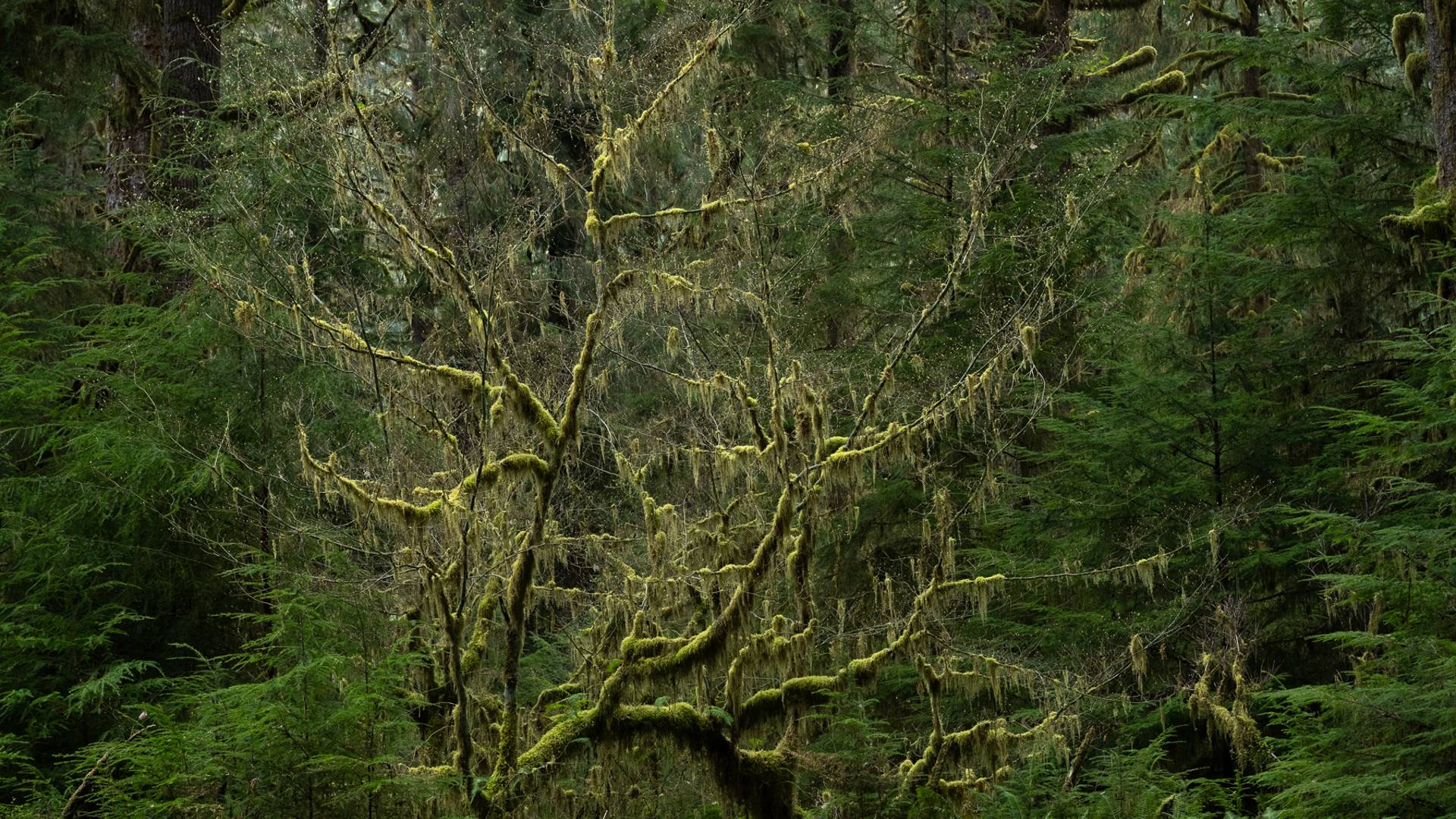 Olympic National Park